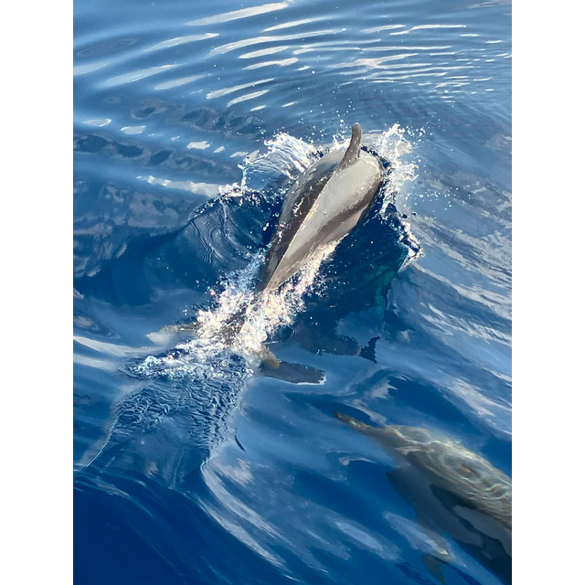 Dolphin_6_640fit.png